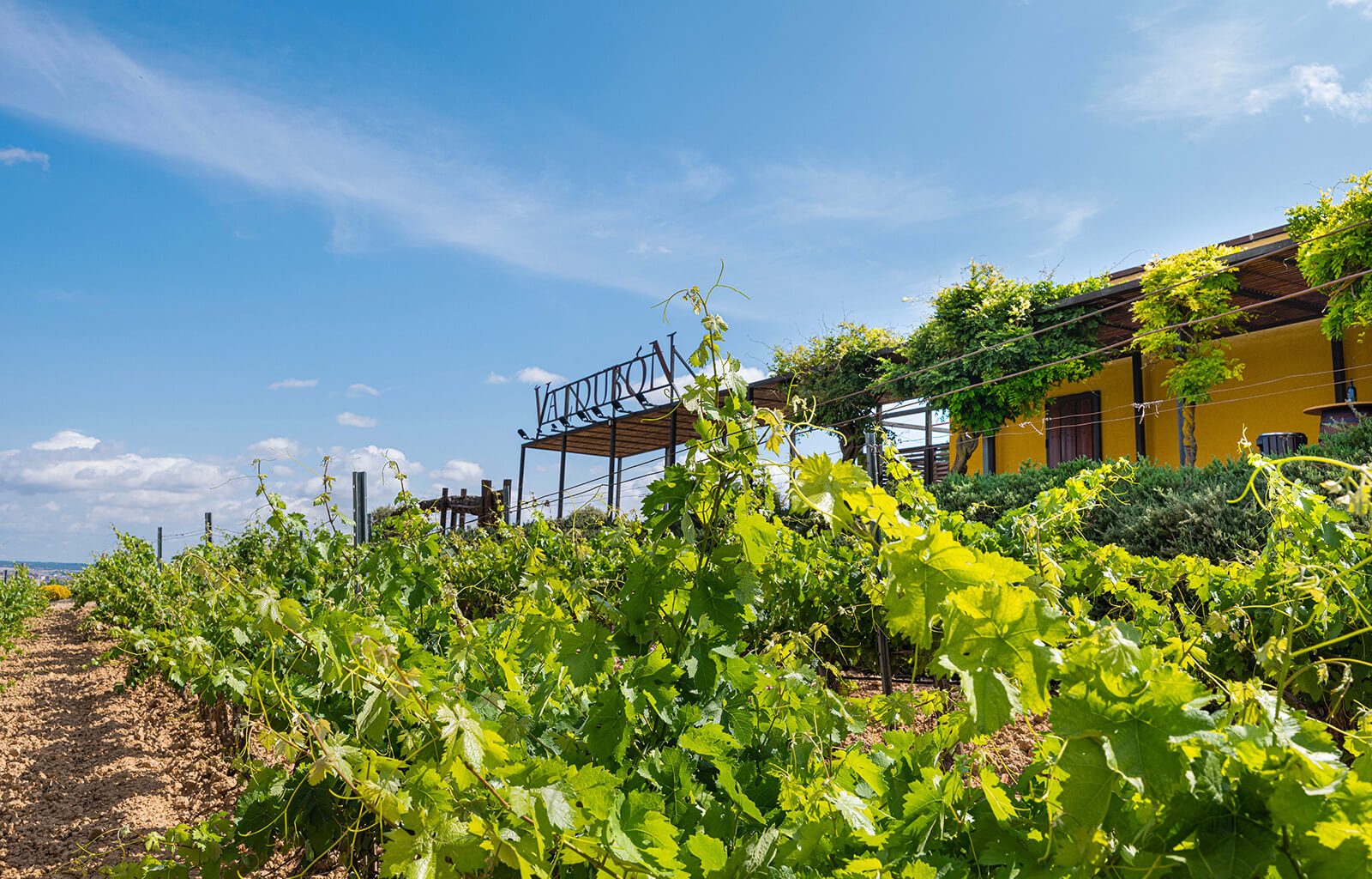 BODEGAS_VALDUBON__INDAStudio_INTERIORISMO_BODEGAS