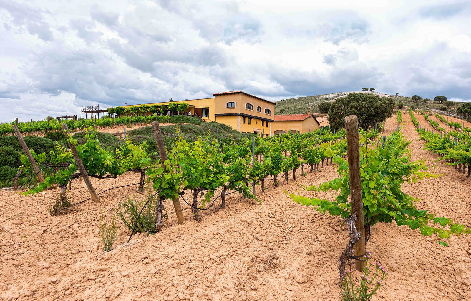 BODEGAS_VALDUBON__INDAStudio_INTERIORISMO_BODEGAS